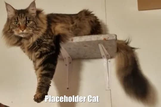 placeholder